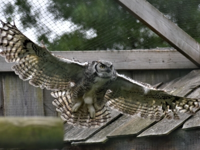 Amerikaanse oehoe - De Zonnegloed - Dierenpark - Dieren opvangcentrum - Sanctuary